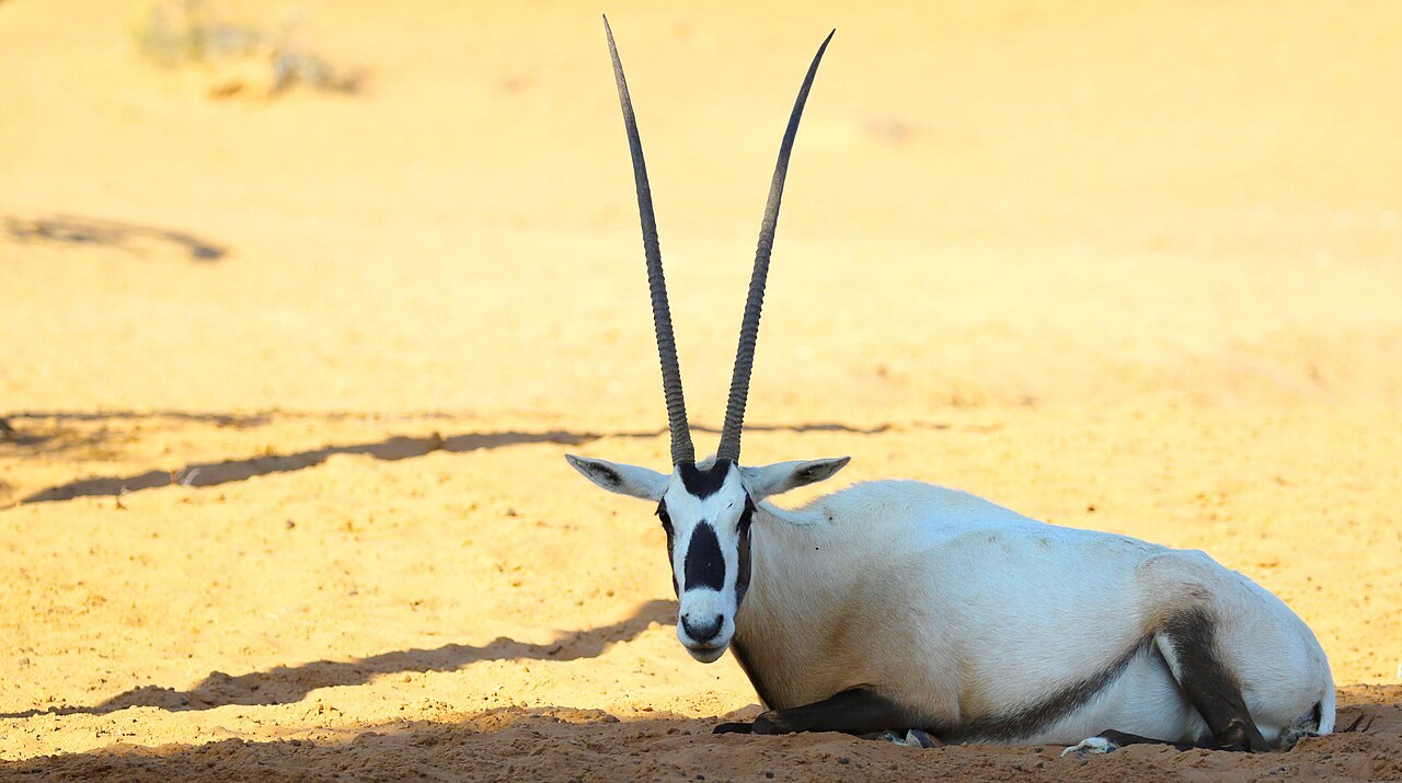 Arabian oryx resting in Ras Al Khaimah
