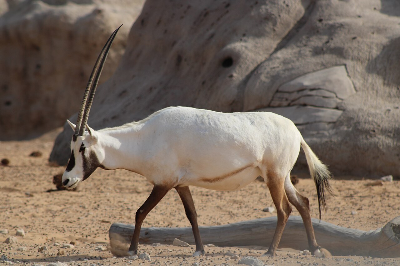 Side view of an Arabian oryx in a managed setting