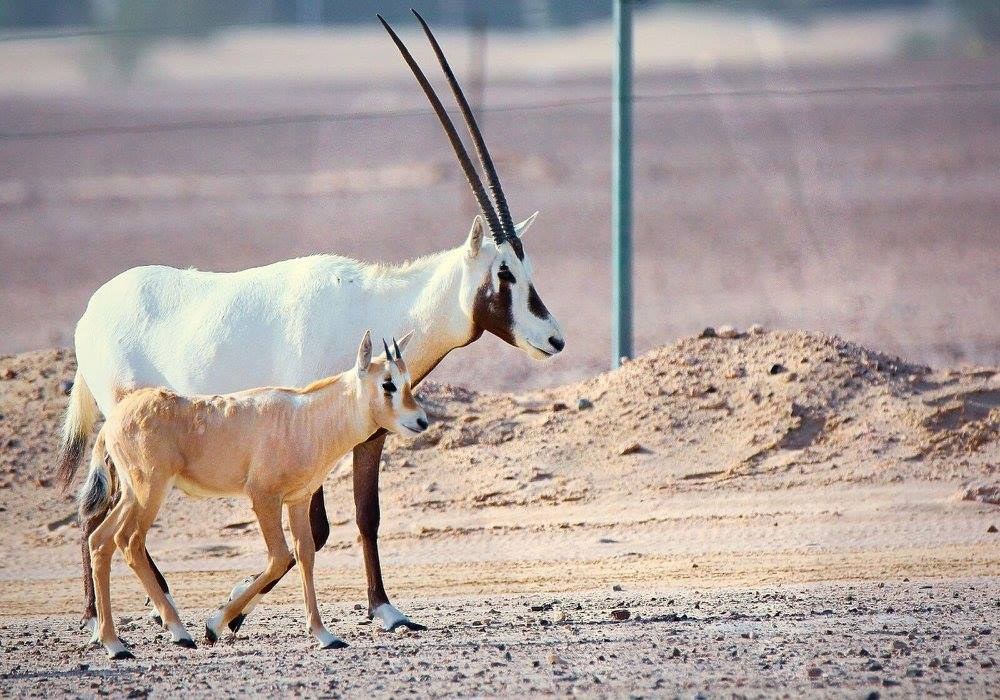 Arabian oryx calf beside an adult