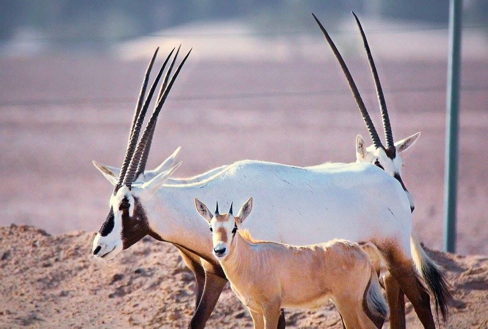 Arabian oryx family group with calf