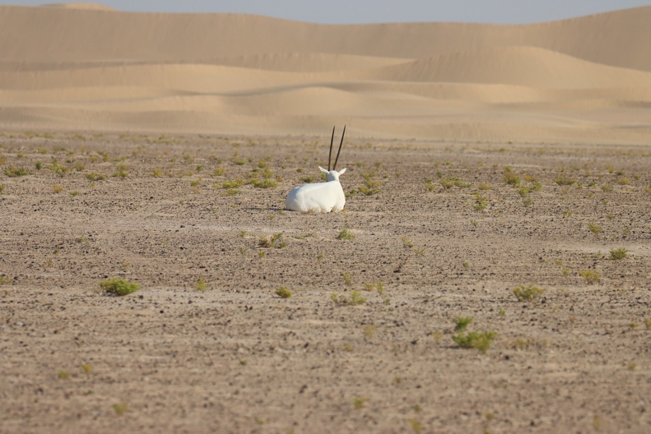 Arabian oryx resting in a desert landscape