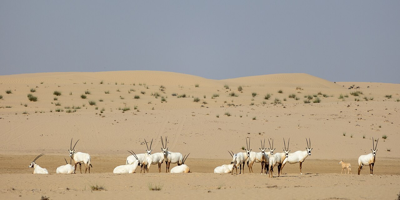 Arabian oryx herd on open desert sand