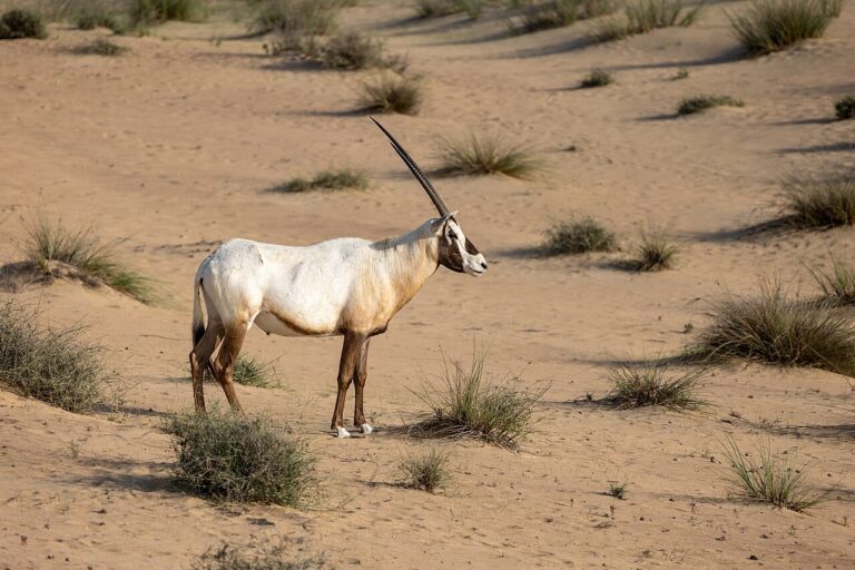 Arabian oryx standing among desert shrubs in Dubai