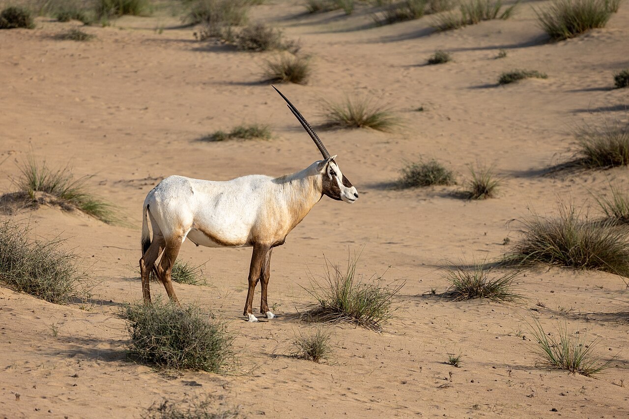 Arabian oryx standing among desert shrubs in Dubai