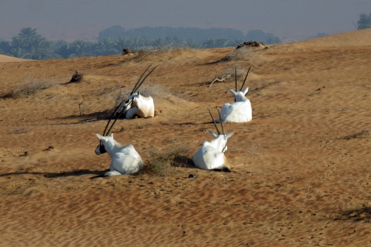 Arabian oryx group resting on sand in Dubai