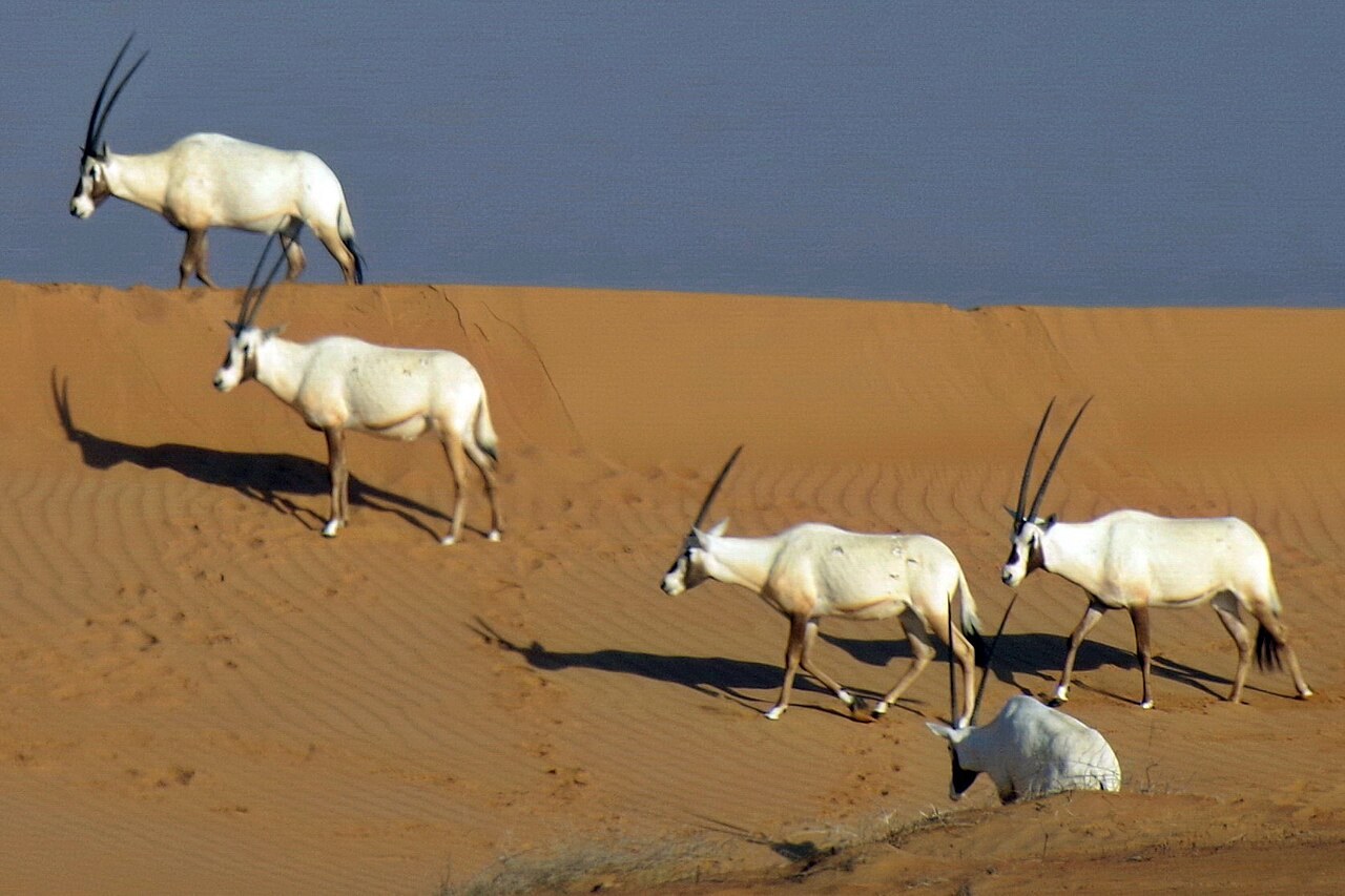 Arabian oryx moving along a Dubai dune