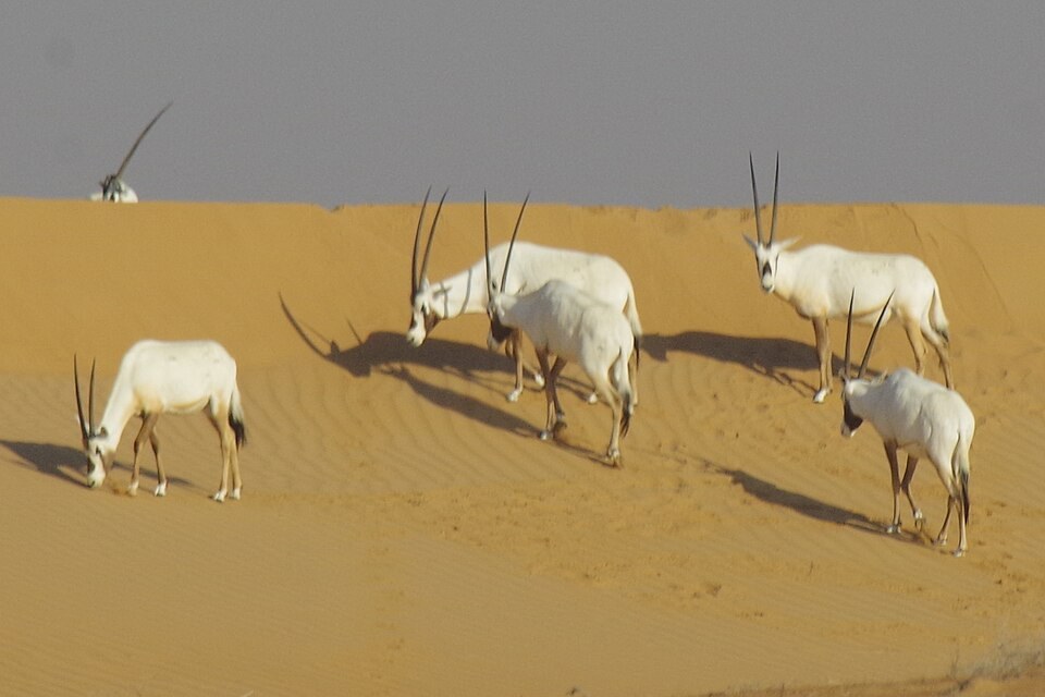 Arabian oryx herd on a sandy slope in Dubai